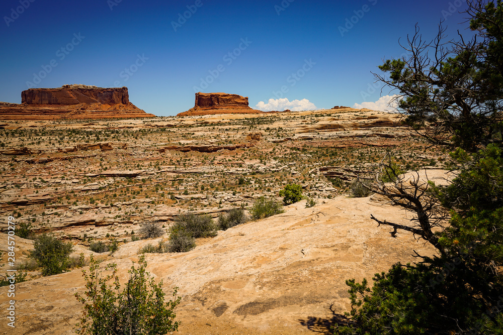 View at Canyonlands National Park in Utah during summer with tree at the side