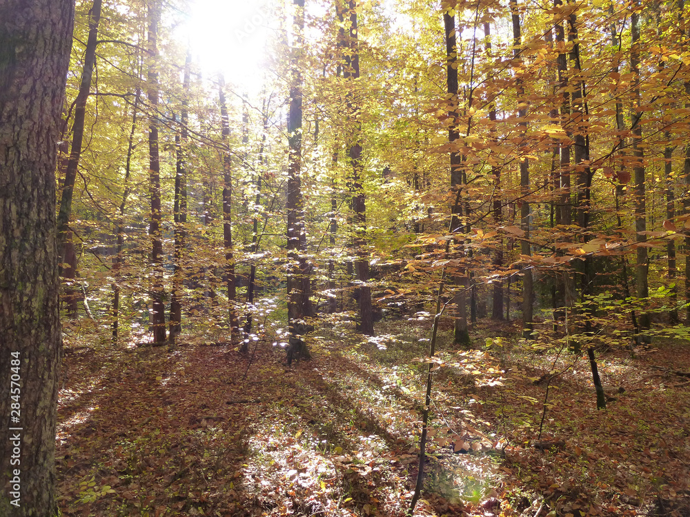 Obraz premium Wald im Herbst