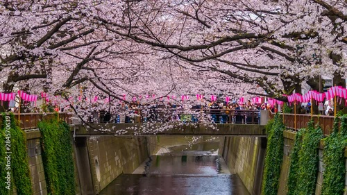 4k Time lapse of Cherry blossom festival in full bloom at Meguro River . Meguro River is one of the best place to enjoy it