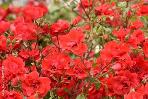 Red roses in a summer garden. Plant care.