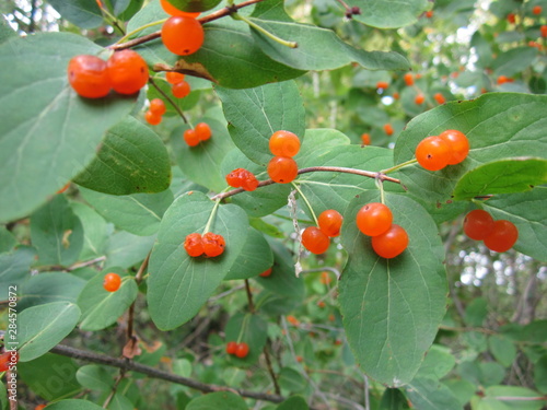 Yellow little wolf berries on branches with green leaves