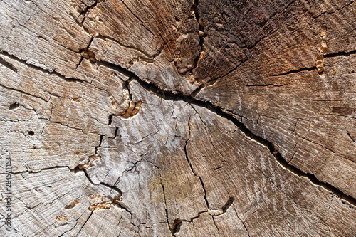 Wood stump texture