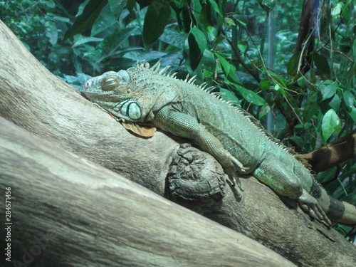 Schlafender Leguan