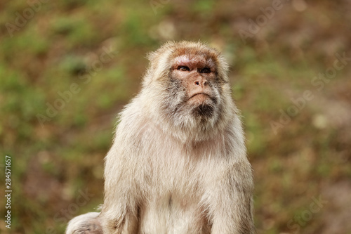 portrait of a monkey in the park. Wild monkey family at sacred monkey forest. monkeys live in a wildlife environment