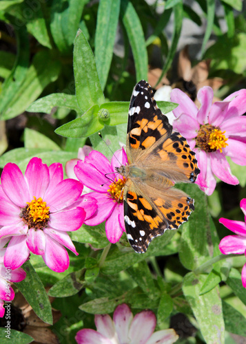 dorsal view of a Painted Lady butterfly feeding on a zinnia flowe © Keith Allen