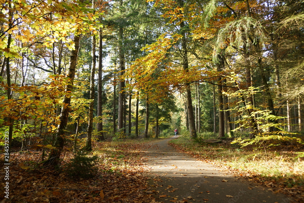 Fototapeta premium on a cycle path among the colored trees in the forest