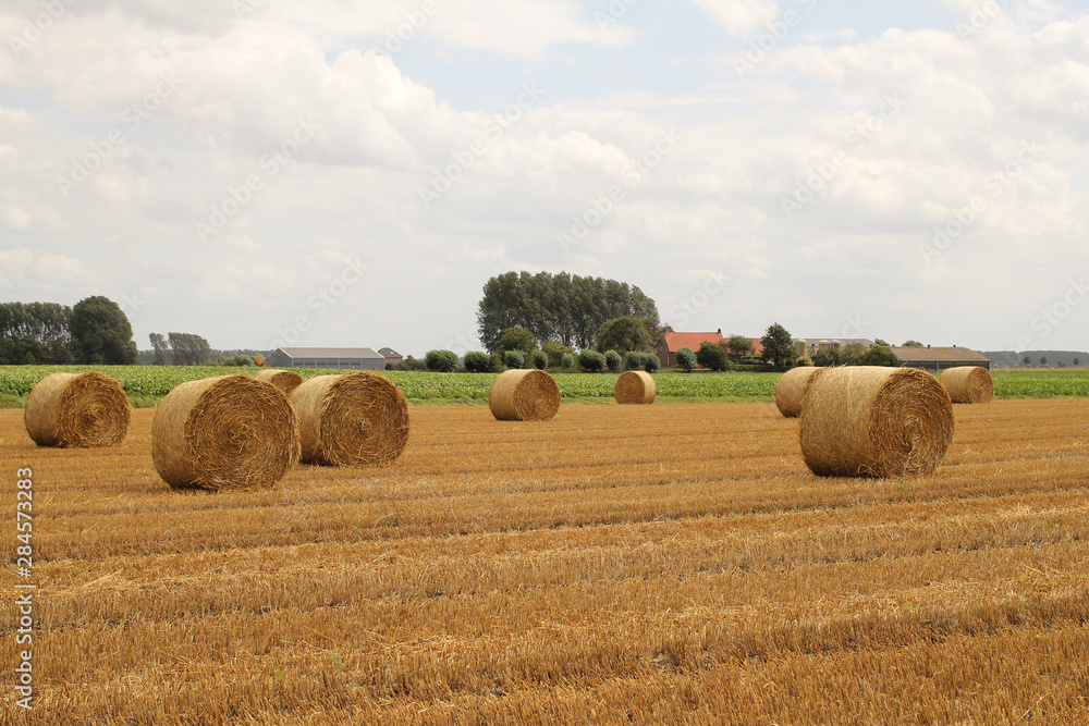 a field with round straw bales and a farm and blue sky  with clouds in the background in the dutch countryside
