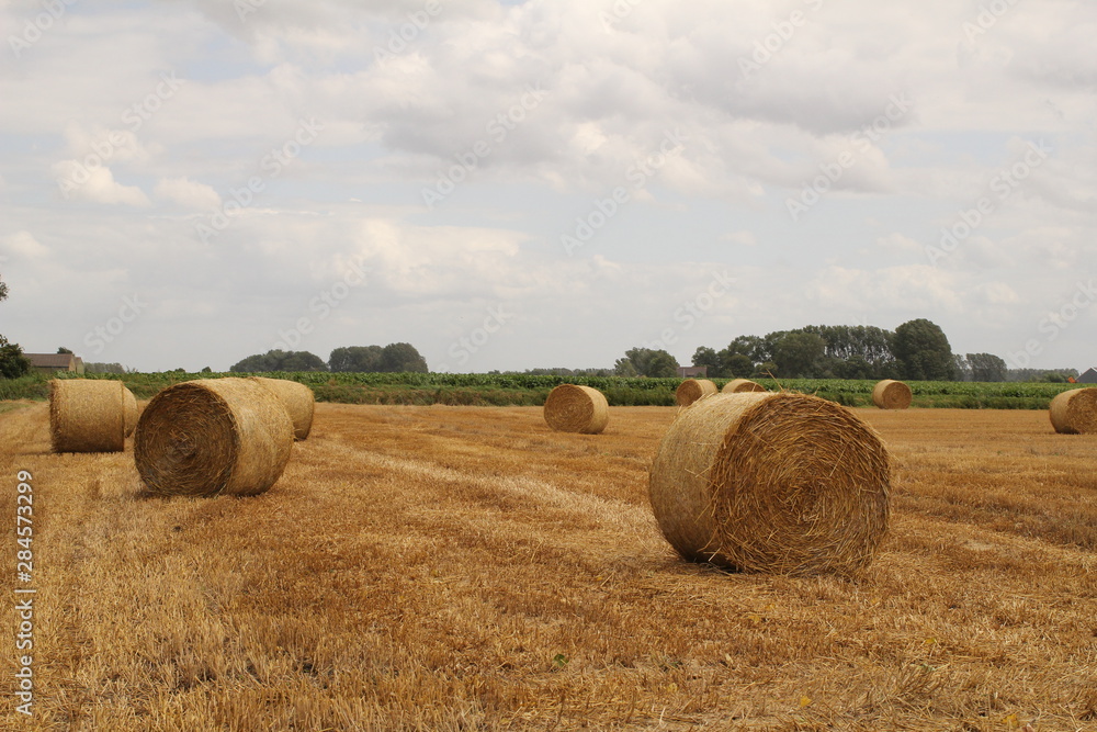 round straw bales in the dutch countryside in summer round straw bales in the dutch countryside in summer