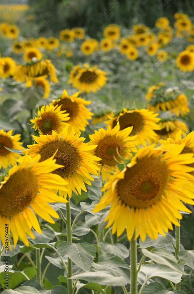 field with sunflowers