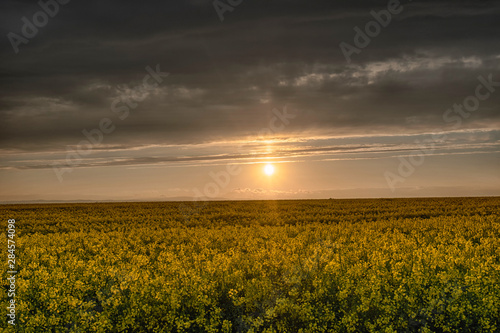Golden sunset above yellow rape field with clouds