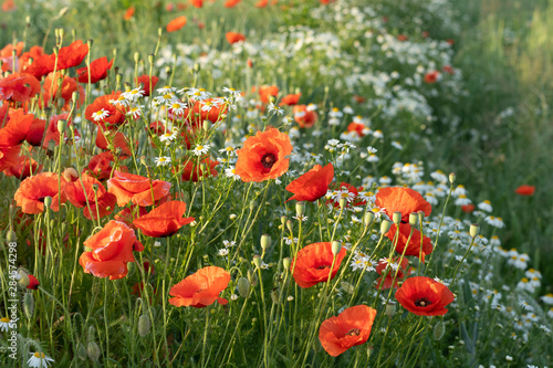 Wild red opium poppy on meadow  Papaver somniferum  detail