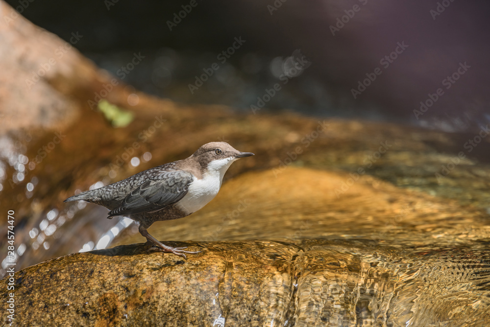 white-throated dipper (Cinclus cinclus) in the river white-throated dipper (Cinclus cinclus) in the river