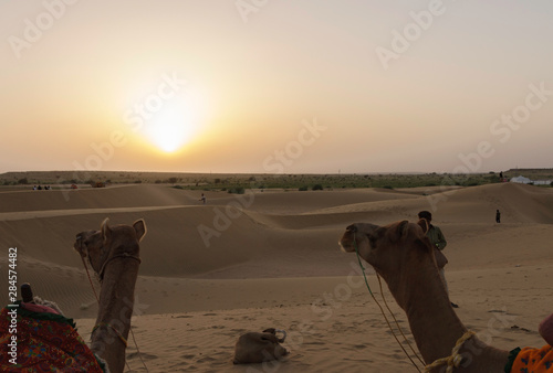 Camels in the Thar desert (Jaislamer, India)