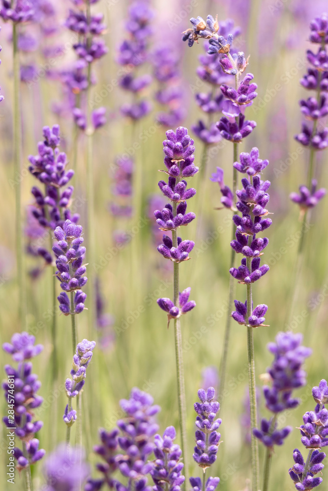 Fototapeta premium Lavender on lavenders field in bloom