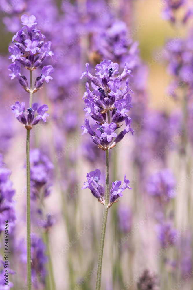 Lavender on lavenders field in bloom Lavender on lavenders field in bloom