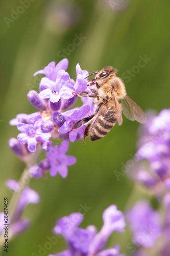 Lavender on lavenders field in bloom with bee