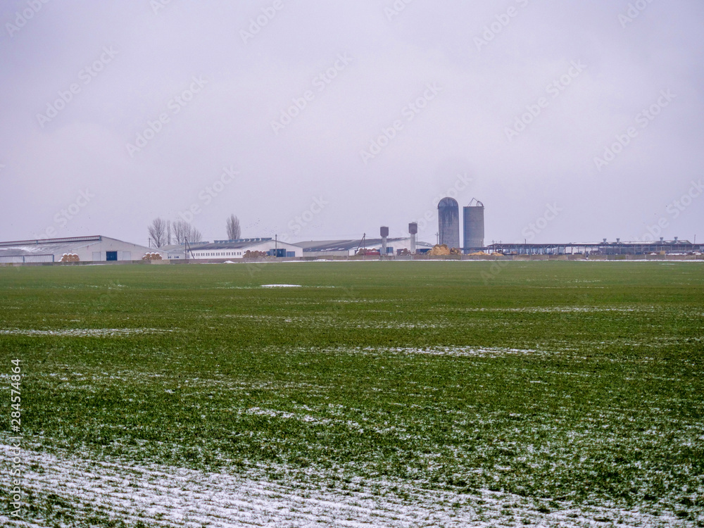 Field sown with winter wheat under the snow. Large cattle breeding complex for production of meat and milk. Subsidiary farm, Supply of grain, hay. Silo tower, barns in background.