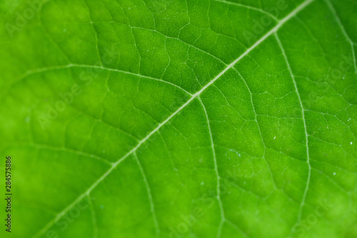 green leaf close-up, abstract flora texture