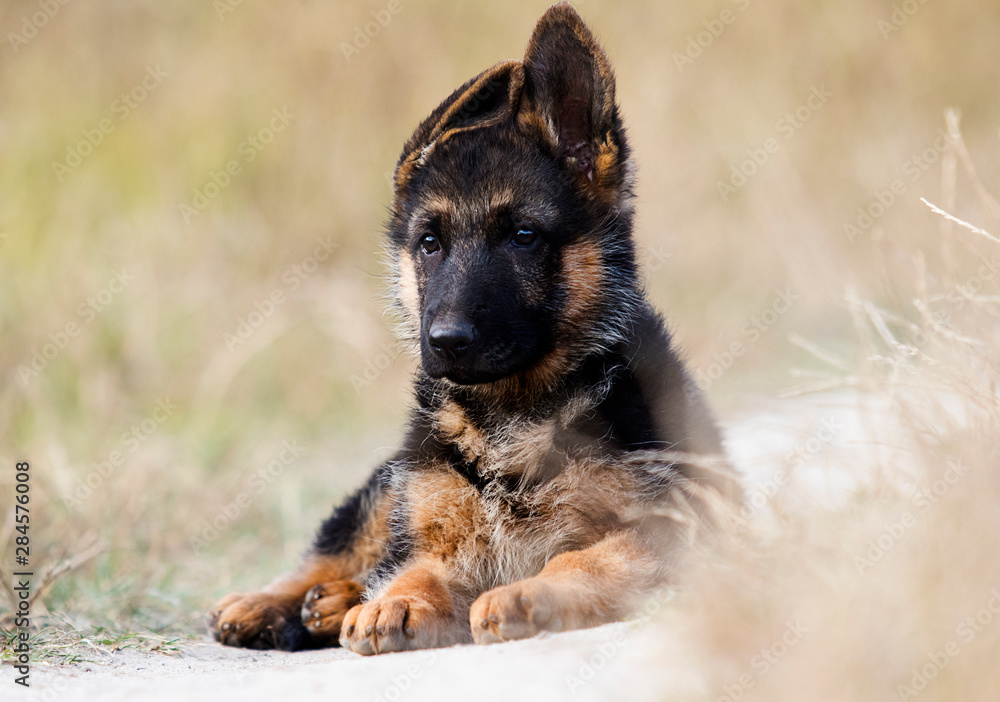 shepherd puppy on the grass in summer shepherd puppy on the grass in summer