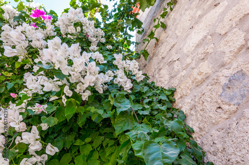 White bougainvillea flowers