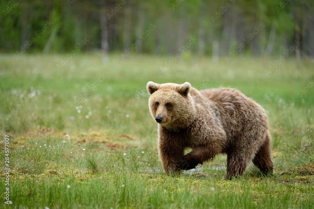 European brown bear (Ursus arctos) in forest European brown bear (Ursus arctos) in forest