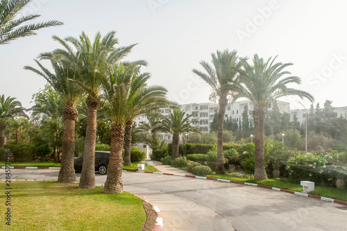 palms alley in the park