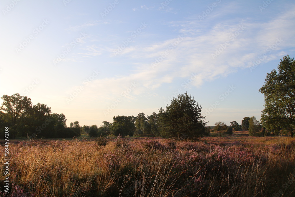 Blühende Heidelandschaft in der Morgensonne Blühende Heidelandschaft in der Morgensonne