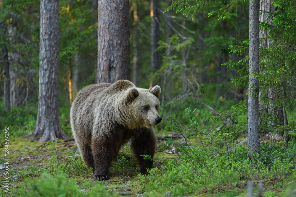 European brown bear (Ursus arctos) in forest European brown bear (Ursus arctos) in forest