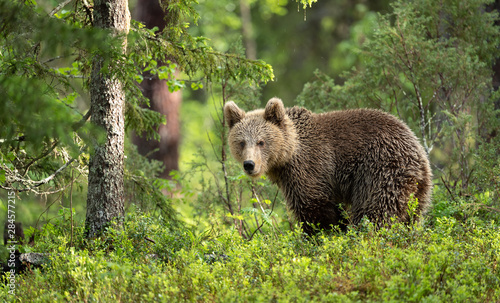 Brown bear cub (Ursus arctos) in forest in Finland
