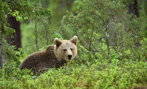 European brown bear cub (Ursus arctos) in forest in Finland
