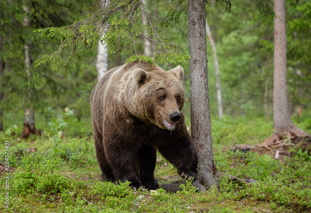 European brown bear (Ursus arctos) in forest European brown bear (Ursus arctos) in forest