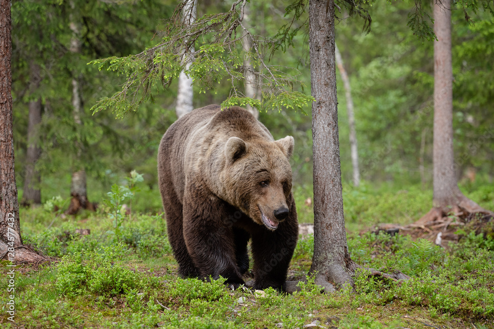 European brown bear (Ursus arctos) in forest European brown bear (Ursus arctos) in forest
