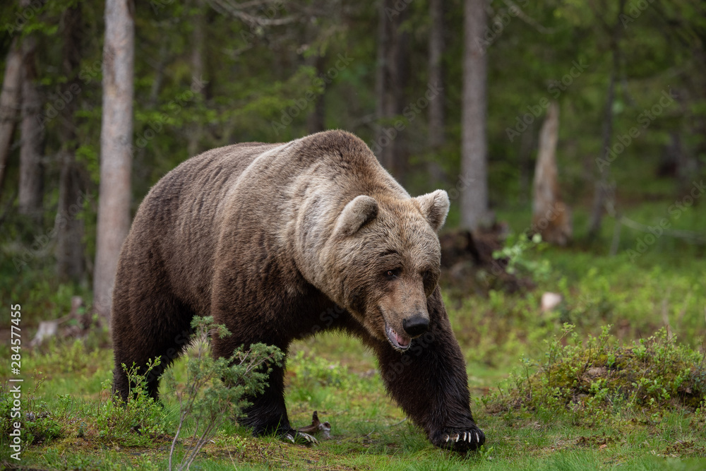 European brown bear (Ursus arctos) in forest European brown bear (Ursus arctos) in forest