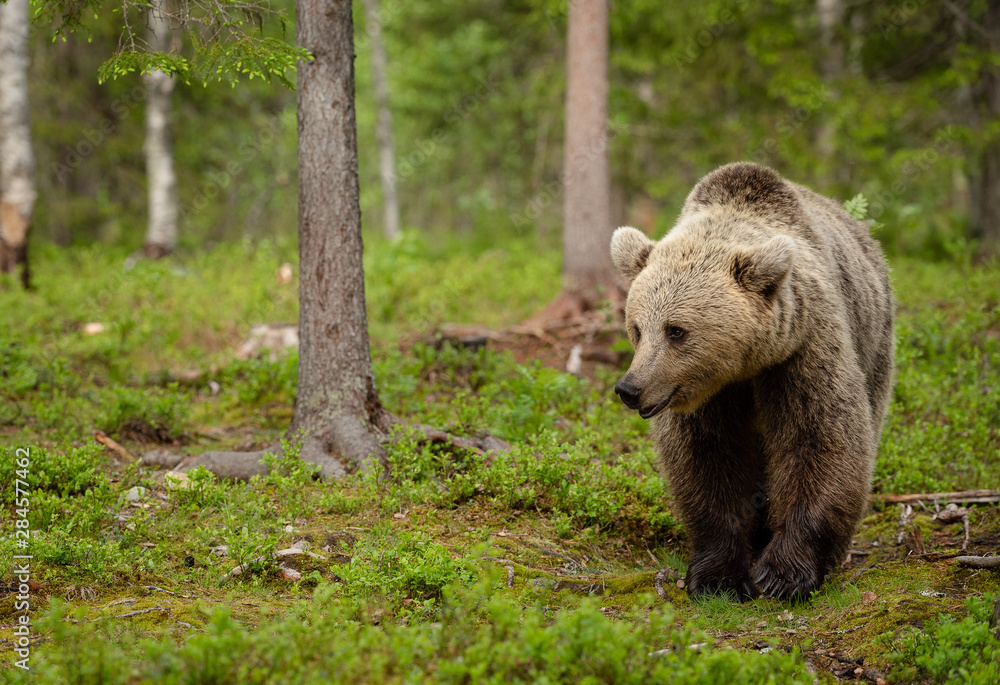 European brown bear (Ursus arctos) in forest European brown bear (Ursus arctos) in forest