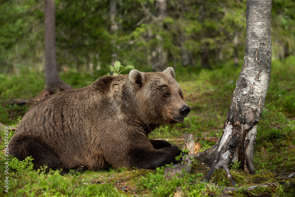 European brown bear (Ursus arctos) in forest European brown bear (Ursus arctos) in forest