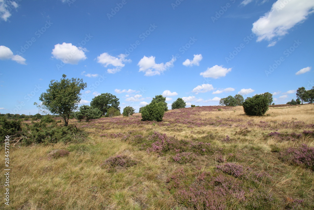 Blühende Heidelandschaft unter tollen Wolken Blühende Heidelandschaft unter tollen Wolken