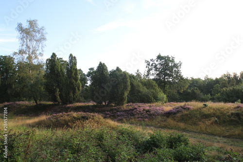 Bl  hende Heidelandschaft in der Morgensonne