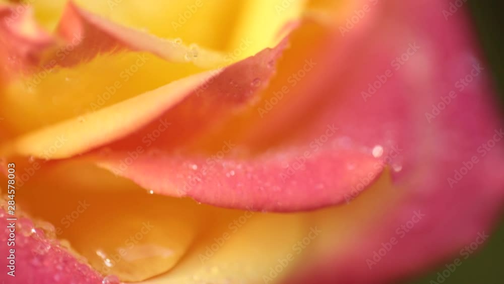 Colorful Flower, Rose with Dew Drops, Close-up, Macro. Colorful Flower, Rose with Dew Drops, Close-up, Macro.