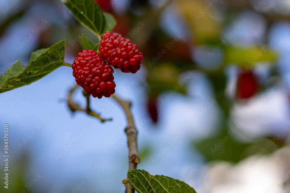 red mulberry on the branch red mulberry on the branch