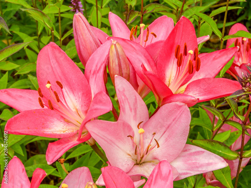 Lily flowers on green background