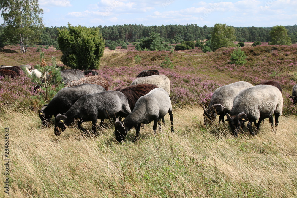 Große Heidschnucken- und Ziegenherde in der Lüneburger Heide während der Heideblüte Große Heidschnucken- und Ziegenherde in der Lüneburger Heide während der Heideblüte