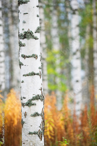 Birch tree (Betula pendula) trunk against autumn forest background
