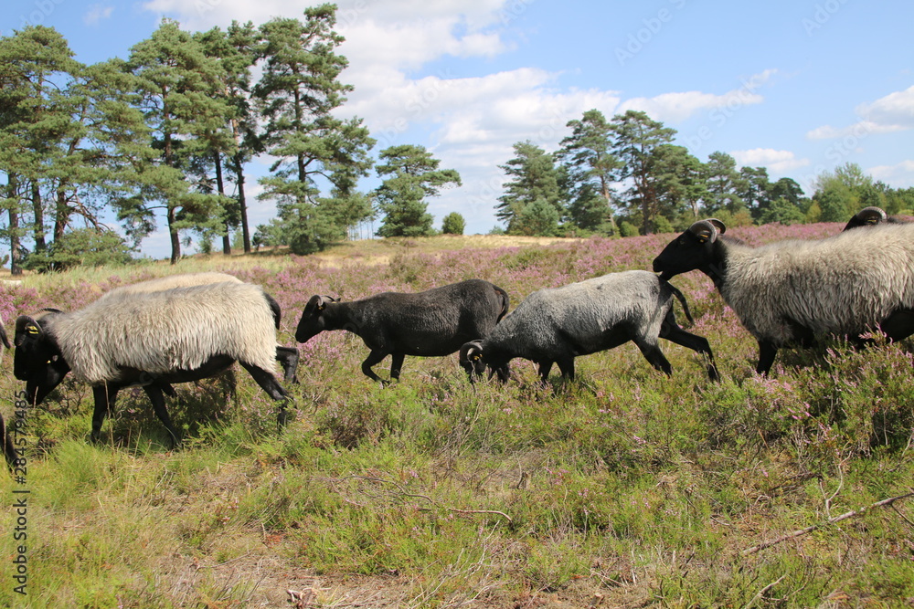Große Heidschnucken- und Ziegenherde in der Lüneburger Heide während der Heideblüte Große Heidschnucken- und Ziegenherde in der Lüneburger Heide während der Heideblüte