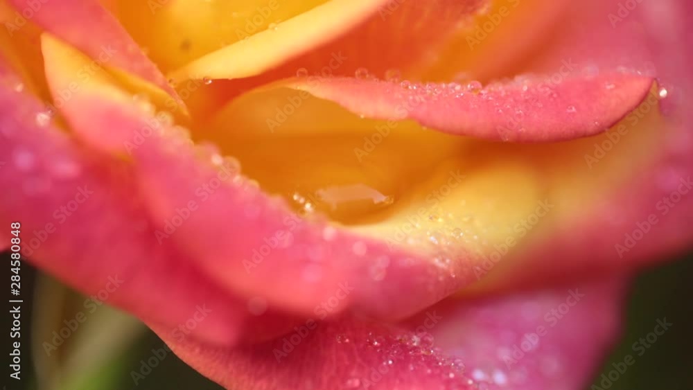 Colorful Flower, Rose with Dew Drops, Close-up, Macro. Colorful Flower, Rose with Dew Drops, Close-up, Macro.