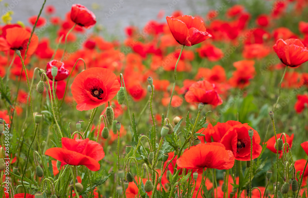 Fototapeta premium Mohnblueten