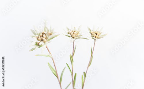 Three Edelweiss Flowers - Isolated Alpine Flowers