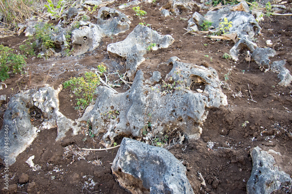 Granular limestone rock surface. Roe stone rock surface. Limestone crag ...