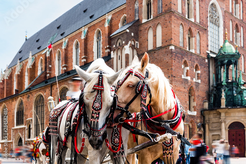 Cracow  Poland.Horses on the main square of the historic city. Carriage for tourists on the background of a historic church.Horse-drawn cart in the town center.Tourists on the main market place. 