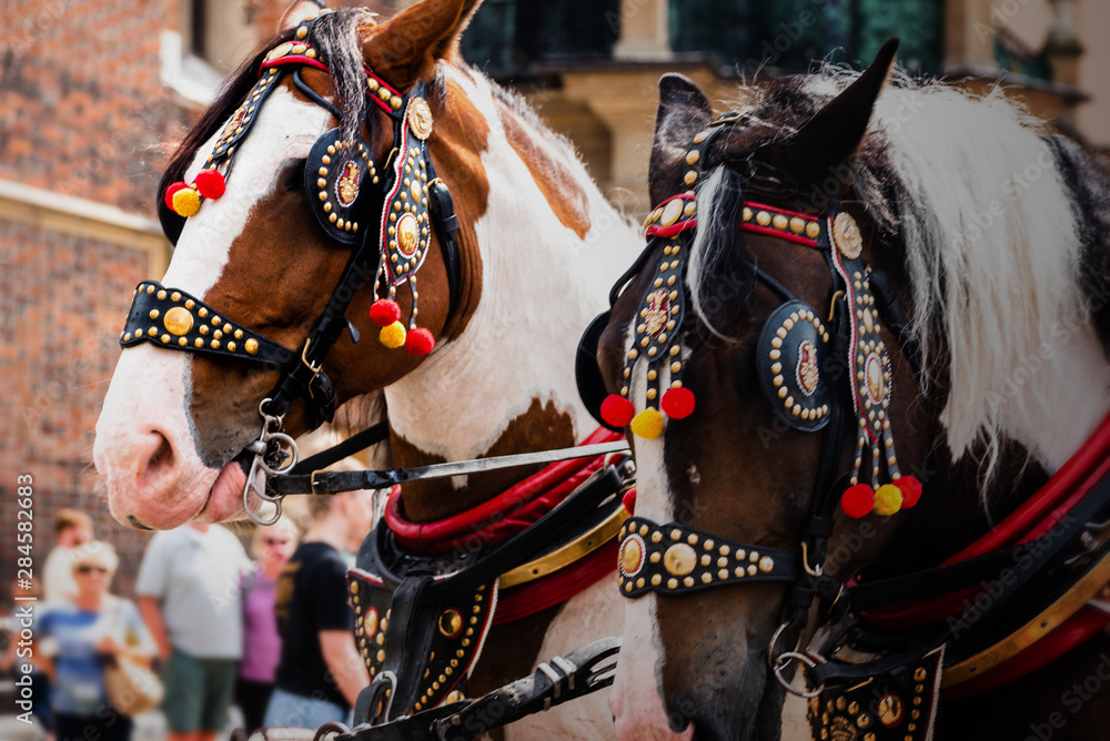 Beautiful horses in the town center. Traditional carriage for tourists on the background of a historic church.Colorful horse-drawn cart on the main square of the historic city. View of Cracow.