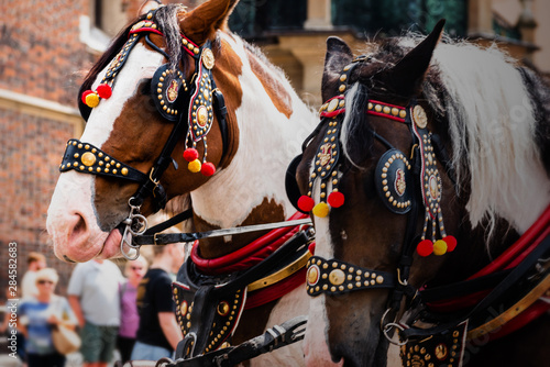Beautiful horses in the town center. Traditional carriage for tourists on the background of a historic church.Colorful horse-drawn cart on the main square of the historic city. View of Cracow. © Piotr